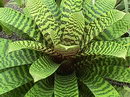 Vriesea
